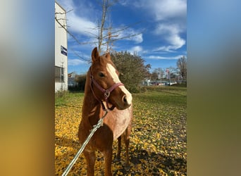 Welsh B, Gelding, 3 years, 13 hh, Roan-Red