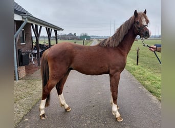 Welsh B, Gelding, 3 years, 13,2 hh, Chestnut-Red