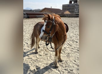 Welsh B, Gelding, 4 years, 11,1 hh, Chestnut