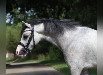 Welsh B, Gelding, 4 years, 12,1 hh, Gray