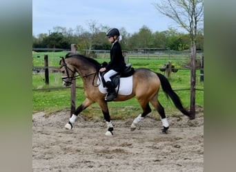 Welsh B, Gelding, 4 years, 12.3 hh, Buckskin