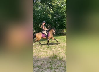 Welsh B, Gelding, 4 years, 12.3 hh, Buckskin