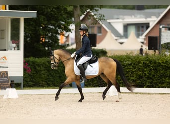 Welsh B, Gelding, 4 years, 12.3 hh, Buckskin