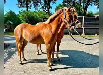 Welsh B, Gelding, 4 years, 12.3 hh, Chestnut-Red