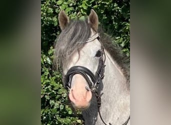 Welsh-B, Wallach, 4 Jahre, 12,3 hh, Schimmel