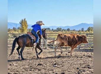 Welsh B, Gelding, 4 years, 12 hh, Bay