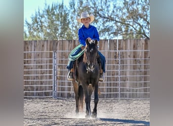 Welsh B, Gelding, 4 years, 12 hh, Bay