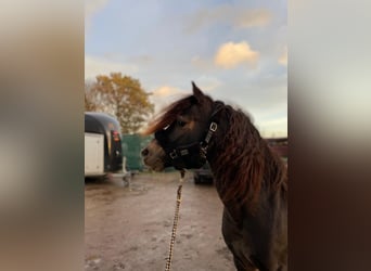 Welsh B, Gelding, 4 years, 12 hh