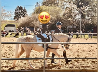 Welsh B, Gelding, 4 years, 12 hh, Palomino