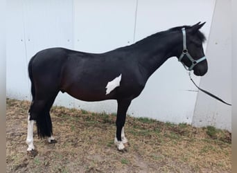 Welsh B, Gelding, 4 years, 12,2 hh, Black
