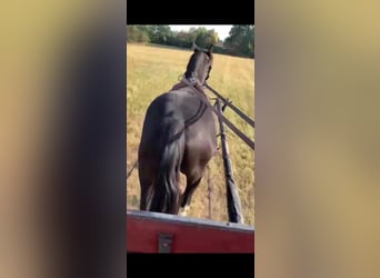 Welsh B, Gelding, 4 years, 12,2 hh, Black
