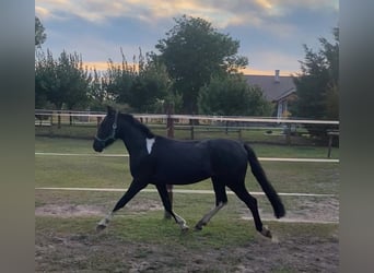 Welsh B, Gelding, 4 years, 12,2 hh, Black