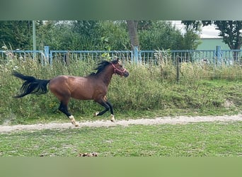 Welsh B, Gelding, 4 years, 12,2 hh, Brown