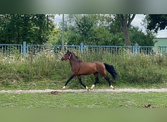 Welsh B, Gelding, 4 years, 12,2 hh, Brown