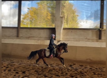 Welsh B, Gelding, 4 years, 12,2 hh, Brown