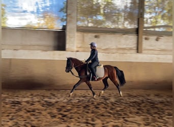 Welsh B, Gelding, 4 years, 12,2 hh, Brown
