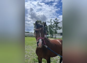 Welsh B, Gelding, 4 years, 12,2 hh, Brown