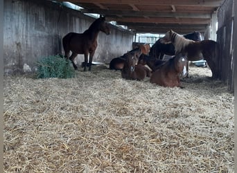 Welsh B, Gelding, 4 years, 12,2 hh, Chestnut-Red