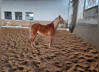 Welsh B, Gelding, 4 years, 12,2 hh, Chestnut-Red