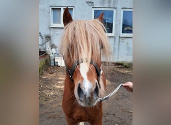 Welsh B, Gelding, 4 years, 12,2 hh, Chestnut-Red