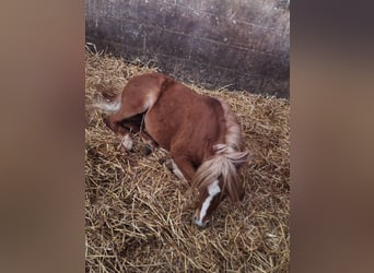 Welsh B, Gelding, 4 years, 12,2 hh, Chestnut-Red