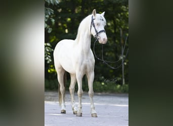 Welsh B, Gelding, 4 years, 12,3 hh, Cremello