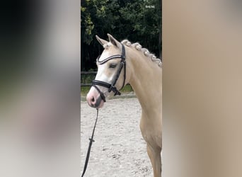 Welsh B, Gelding, 4 years, 13,1 hh, Palomino