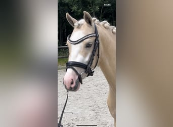 Welsh-B, Wallach, 4 Jahre, 13,1 hh, Palomino