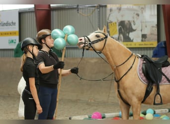 Welsh B, Gelding, 4 years, 13.1 hh, Palomino