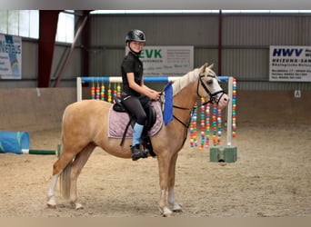 Welsh B, Gelding, 4 years, 13.1 hh, Palomino