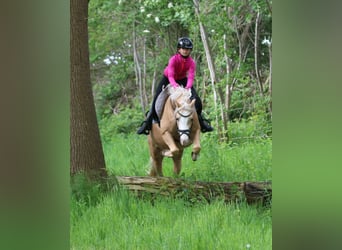 Welsh B, Gelding, 4 years, 13.1 hh, Palomino