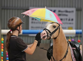 Welsh B, Gelding, 4 years, 13.1 hh, Palomino