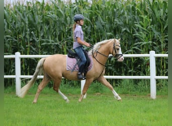 Welsh B, Gelding, 4 years, 13.1 hh, Palomino