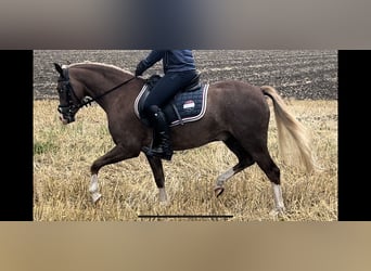 Welsh B, Gelding, 4 years, 13.1 hh, Palomino