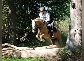 Welsh B, Gelding, 4 years, 13.1 hh, Palomino