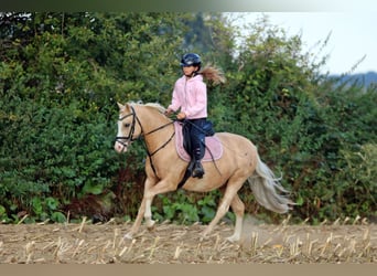 Welsh B, Gelding, 4 years, 13.1 hh, Palomino