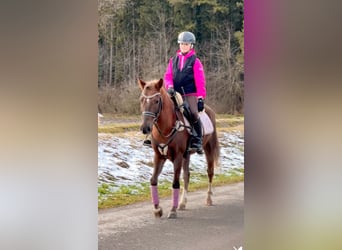 Welsh B, Gelding, 4 years, 13,2 hh, Chestnut