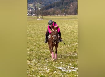 Welsh B, Gelding, 4 years, 13,2 hh, Chestnut