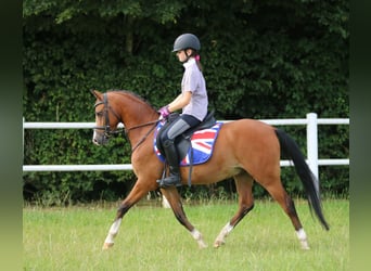 Welsh B, Gelding, 4 years, 13 hh, Brown