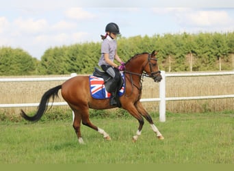 Welsh B, Gelding, 4 years, 13 hh, Brown