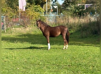 Welsh B, Gelding, 4 years, 13 hh, Chestnut
