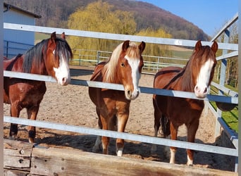 Welsh B, Gelding, 4 years, 13 hh, Chestnut-Red