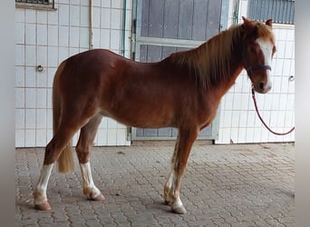 Welsh B, Gelding, 4 years, 13 hh, Chestnut-Red