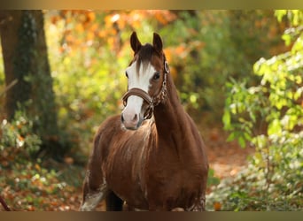 Welsh B, Gelding, 4 years, 13 hh, Chestnut-Red