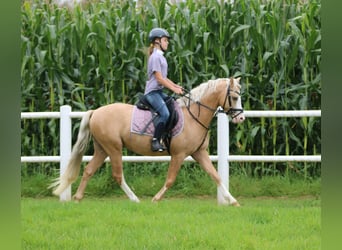 Welsh B, Gelding, 4 years, 13 hh, Palomino