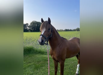 Welsh B, Gelding, 4 years, 13,1 hh, Chestnut-Red