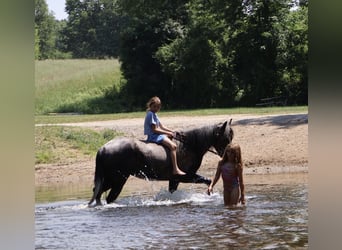 Welsh B, Gelding, 4 years, Grey