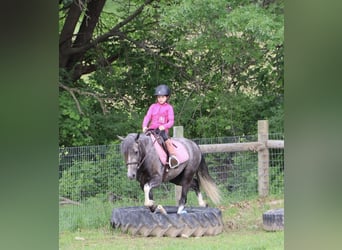 Welsh B, Gelding, 4 years, Grey