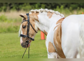 Welsh B, Gelding, 4 years, Pinto