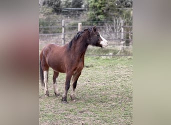 Welsh B, Gelding, 5 years, 11.1 hh, Brown